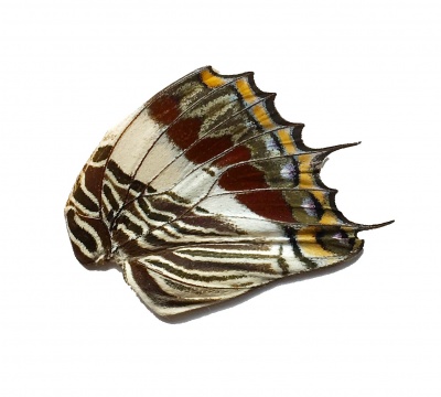 CHARAXES HIND WING